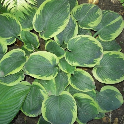 Hosta 'Pizzazz' - Hosta 'Pizzazz'
